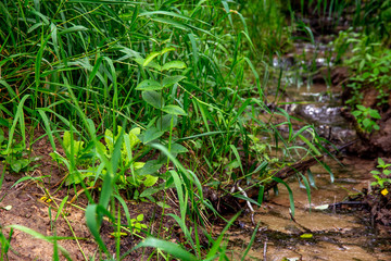 Green grass and water plants on river coast.