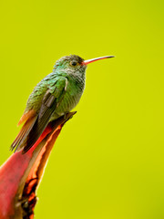 Rufous-tailed hummingbird (Amazilia tzacatl) is a medium-sized hummingbird that breeds from east-central Mexico, through Central America and Colombia, east to western Venezuela