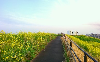 Fototapeta na wymiar pathway through the flower hill