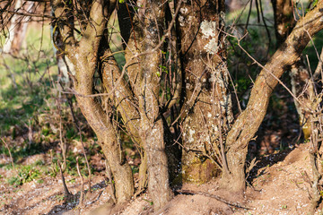 Texture of trees on sunny spring day.