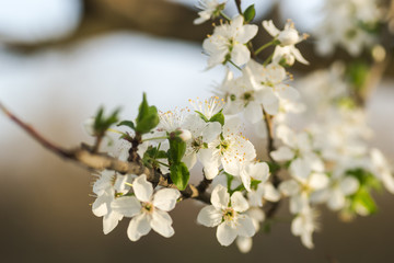 The first young flowers of yellow plums