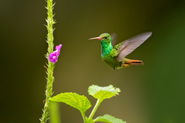 Rufous-tailed hummingbird (Amazilia tzacatl) is a medium-sized hummingbird that breeds from east-central Mexico, through Central America and Colombia, east to western Venezuela