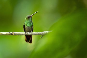 Rufous-tailed hummingbird (Amazilia tzacatl) is a medium-sized hummingbird that breeds from east-central Mexico, through Central America and Colombia, east to western Venezuela