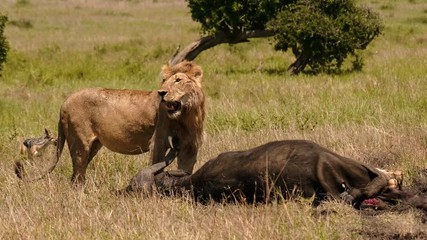 East african lion protecting his cape buffalo prey