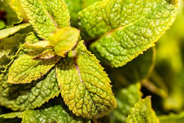 Cluse up photo of lemon balm - Melissa officinalis
