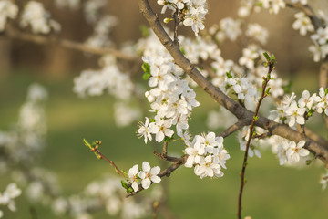 The first young flowers of yellow plums