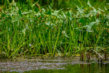 Fototapeta premium Green grass and water plants on river coast.