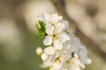 The first young flowers of yellow plums