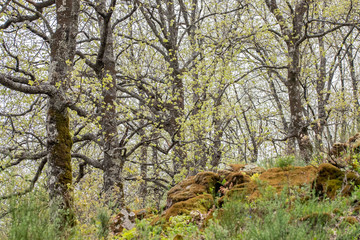 Primavera en el Valle del Jerte. Caceres. España