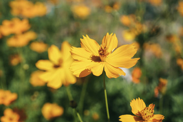 field of blooming yellow flowers