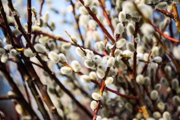 Palmkätzchen zu Ostern, Frühling