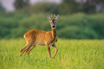 Curious roe deer, cervus elaphus, buck in summer at sunset watching with one leg lifted in the air. Roebuck with vivid warm colors with positive sentiment.