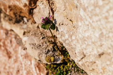 Close up of spring flower growing from the stone.