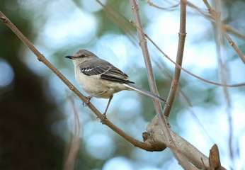Northern mocking bird against a blue sky