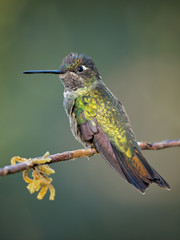 Volcano hummingbird (Selasphorus flammula) is a very small hummingbird, native to the Talamancan montane forests of Costa Rica and western Panama. 
