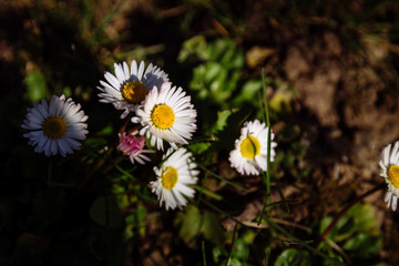 Close up of daisies on sunny spring day.