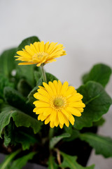 Beautiful yellow daisy gerbera flowers on white background. Spring and summer mood