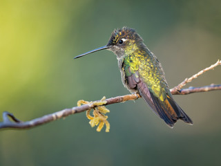 Naklejka na ściany i meble Volcano hummingbird (Selasphorus flammula) is a very small hummingbird, native to the Talamancan montane forests of Costa Rica and western Panama. 
