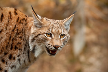 Detail of eurasian lynx looking down searching for prey with mouth open. Wild predator on a hunt.