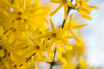 Close up of forsythia tree on sunny spring day.
