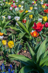 Several colorful and fragrant tulips seen from above