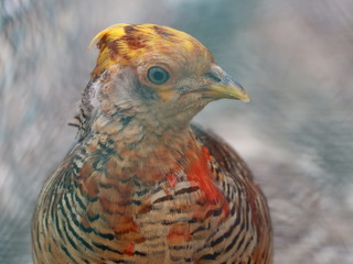 bird