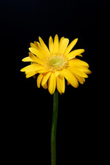 Yellow flower gerbera close-up on black background