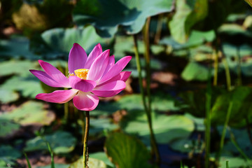 beautiful pink lotus flower in garden