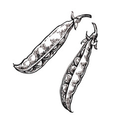 Hand drawn sketch peas. Organic food illustration isolated on white background.