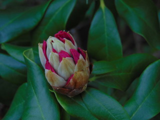 Rhododendron bud