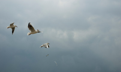 seagulls, birds typical of the sea, flying to the shore, before arrival of a storm on the coast, waves, wind, clouds, rain, weather, winter, Riviera, Liguria, Italy