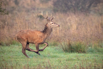 Red deer, cervus elaphus, stag sprinting along a meadow in autumn with blurred background. Wild...