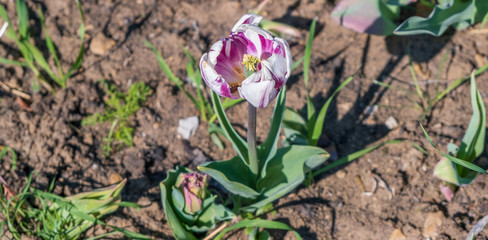Several colorful and fragrant tulips seen from above and with many insects that go around in the biological field of Turri in the center of Sardinia.