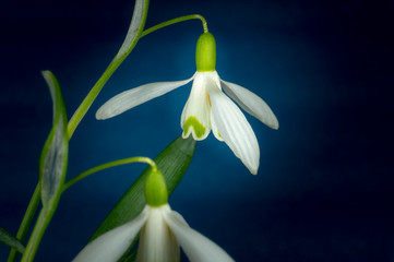 Galanthus nivalis or common snowdrop on a blue