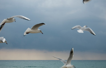 Fototapeta na wymiar seagulls, birds typical of the sea, flying to the shore, before arrival of a storm on the coast, waves, wind, clouds, rain, weather, winter, Riviera, Liguria, Italy