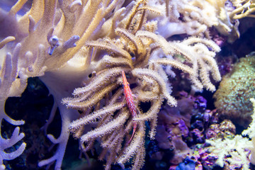 Obraz premium Longnose Hawkfish (Oxycirrhites typus) on the leather coral