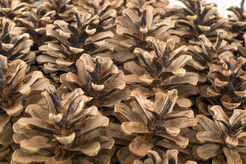 Dry Brown Pine Cones Background, Texture or Pattern