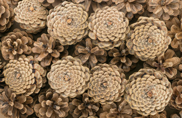 Dry Brown Pine Cones Background, Texture or Pattern