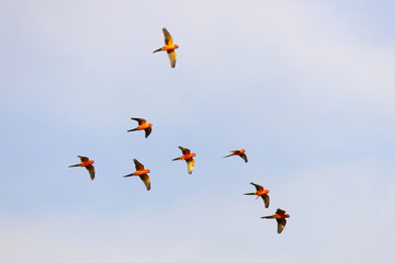 Colorful parrots flying in the sky. 