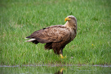 Adult white-tailed eagle, haliaeetus albicilla, in summer sitting on a bank. Erne with big yellow beak near water. Wildlife scnery from nature.