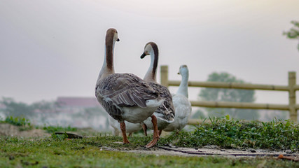Ducks in early morning 