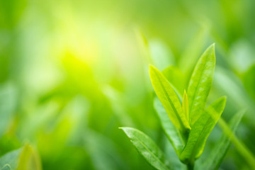 Green nature background. Closeup natural view of green leaves on blurred background for freshness