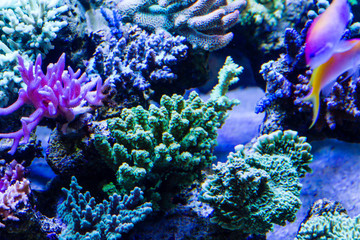Obraz na płótnie Canvas Short Polyp Stony Coral (SPS)