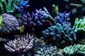 Fototapeta na wymiar Short Polyp Stony Coral (SPS)