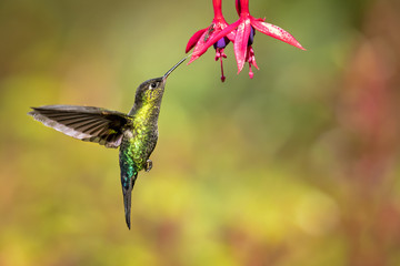 Fiery-throated hummingbird (Panterpe insignis) is a medium-sized hummingbird of the Talamancan...