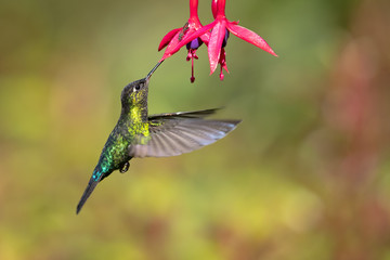Fiery-throated hummingbird (Panterpe insignis) is a medium-sized hummingbird of the Talamancan montane forests of Costa Rica and western Panama. 