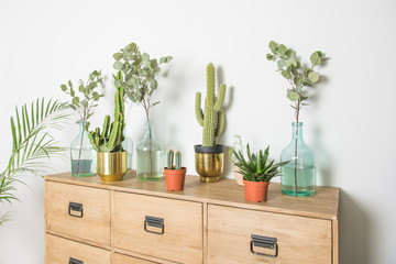 cactus and other domestic plants in golden pot on wooden chest with white background.