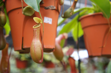 Nepenthes also known as tropical pitcher plants, is a genus of carnivorous plants. Planted in small...