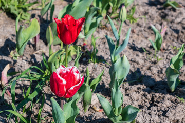 Several colorful and fragrant tulips seen from above and with many insects that go around in the biological field of Turri in the center of Sardinia.