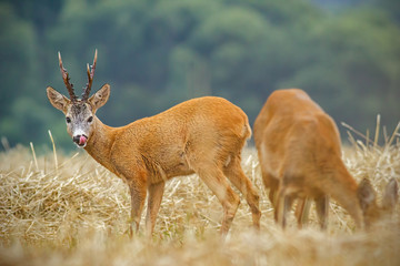 Roe deer, capreolus capreolus. couple during matting season. Male and female deer in natural environment. Roebuck watching doe lustfully in rutting season.
